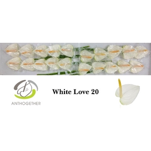 ANTH A WHITE LOVE 20