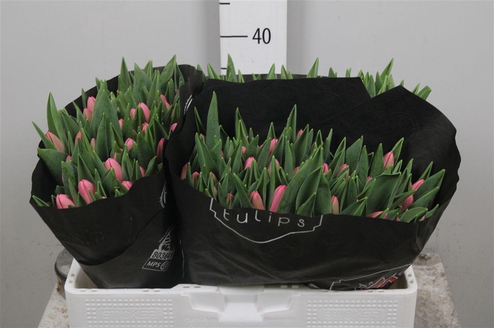 <h4>Tu En Tresor</h4>