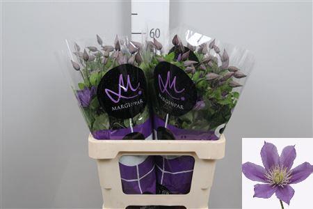 <h4>Clem Amazing Sofia</h4>