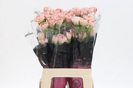 <h4>Di St Creola</h4>