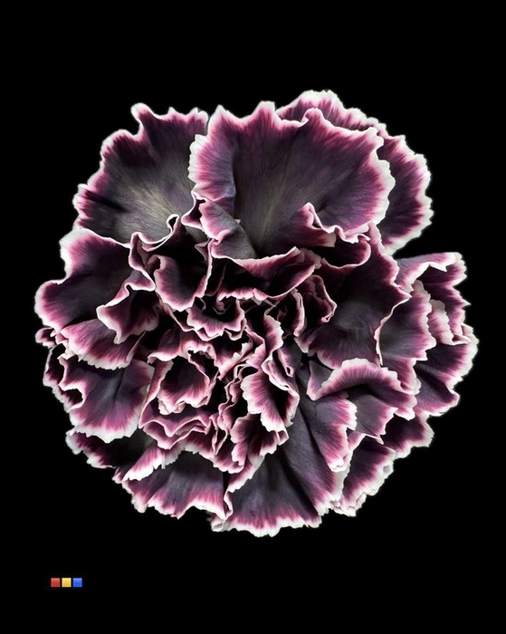 <h4>Dianthus St Gothic</h4>