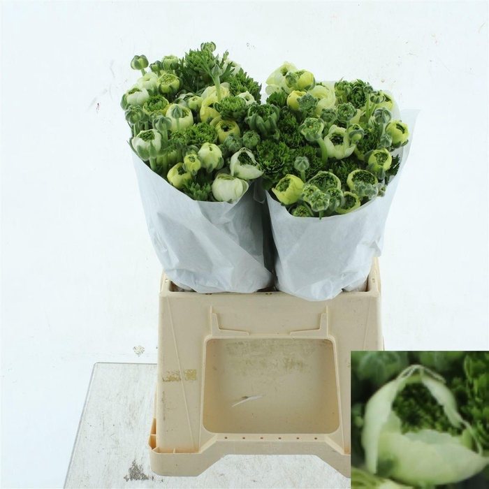 <h4>RANUNCULUS OV</h4>