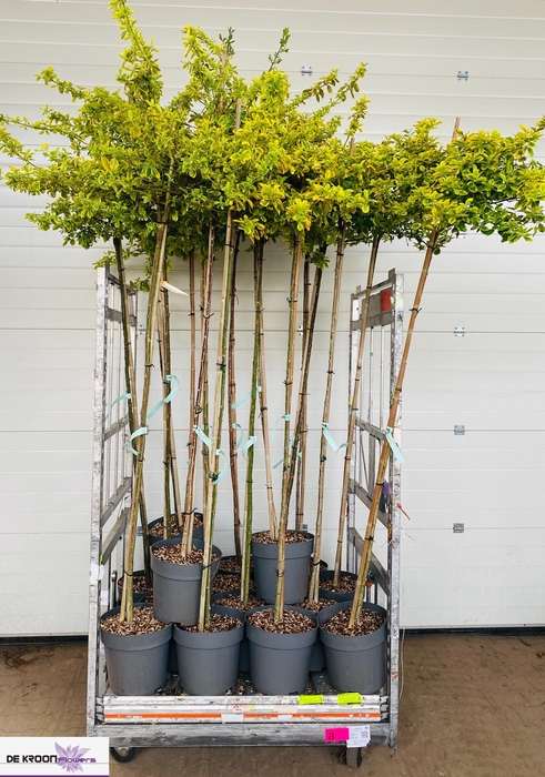 <h4>EUONYMUS JAP GEM</h4>