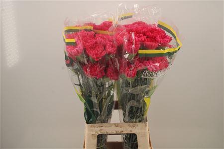 <h4>Di St Pink Bizet</h4>