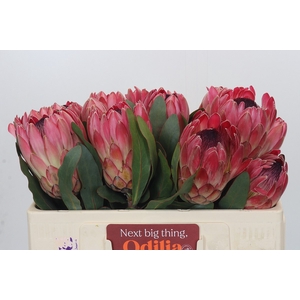 Protea Silvia Odilia