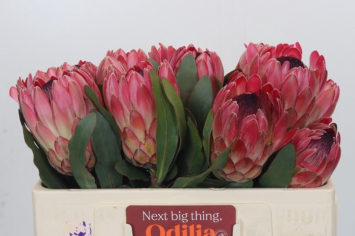 <h4>Protea Silvia</h4>