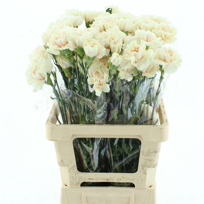 <h4>DI ST APPLE TEA</h4>