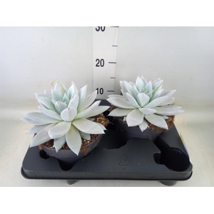 Echeveria  'Mexican Giant'