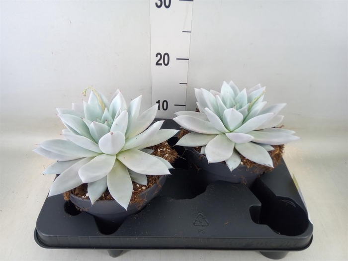 <h4>Echeveria 'Mexican Giant'</h4>