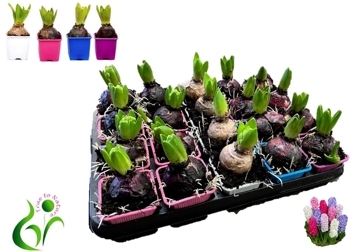 <h4>HYACIN GEM 4 KL</h4>