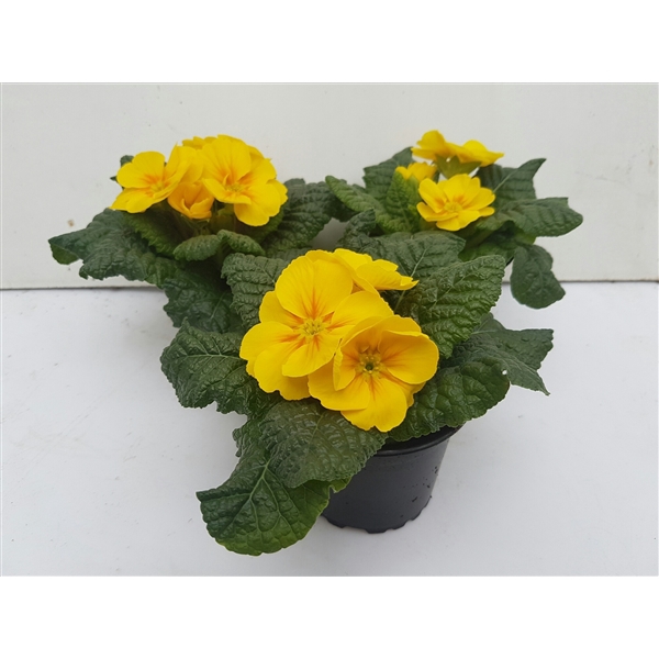 <h4>Primula acaulis geel</h4>