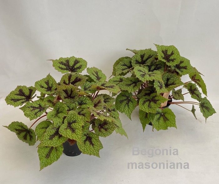 <h4>Begonia masoniana</h4>