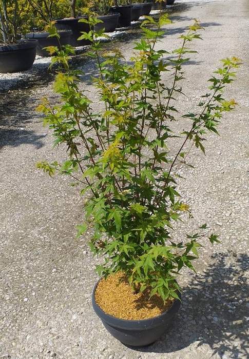 <h4>Acer palmatum</h4>