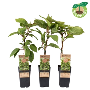 Actinidia chinensis Atlas (mnl)