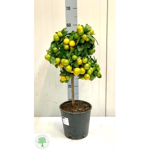 FORTU MARGARITA P20