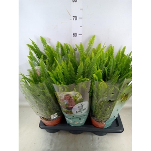 Nephrolepis exal. 'Green Lady'