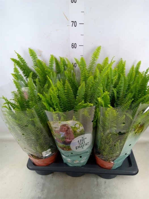 <h4>Nephrolepis exal. 'Green Lady'</h4>
