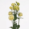 LISIANTHUS ARENA GOLD 070 CM MIN 500 GRAMAS AMARELO