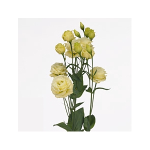 LISIANTHUS ARENA GOLD 070 CM MIN 500 GRAMAS AMARELO
