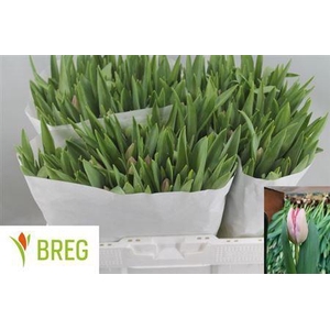 Tu En Ganders Rhapso