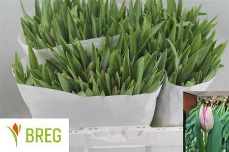 <h4>Tu En Ganders Rhapso</h4>