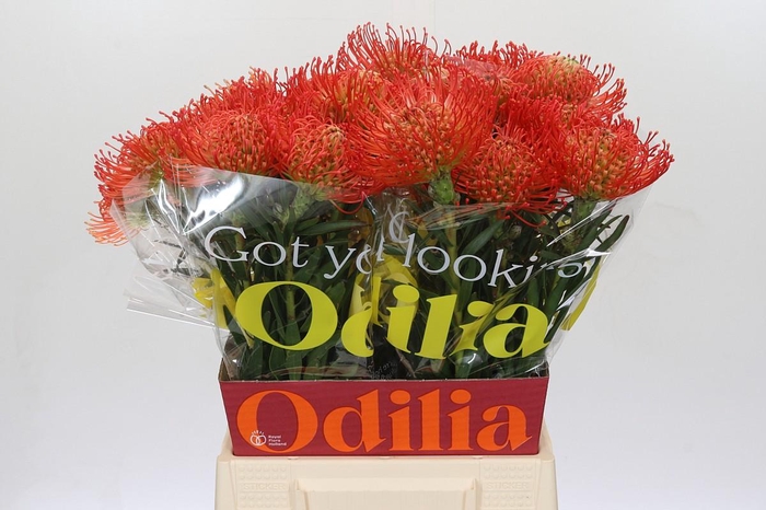 <h4>Nutans Succession</h4>