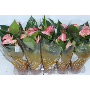 ANTHURIUM LIVIUM RED P12 BICOLOR