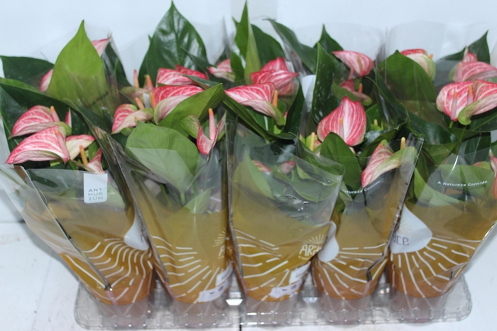 <h4>ANTHURIUM LIVIUM RED P12 BICOLOR</h4>