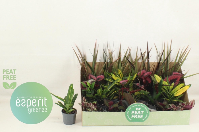 <h4>KAMERPL GEM OV</h4>