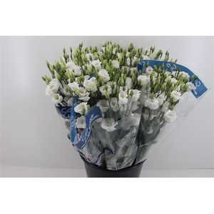 Boeket Mono Eustoma (10) Wit