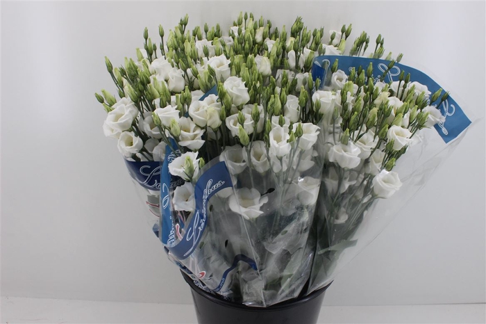 <h4>Boeket Mono Eustoma (10) Wit</h4>