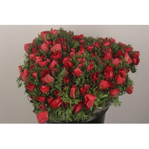 Anemone Fr. Red