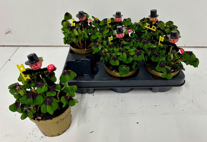 <h4>OXALIS DEPPEI</h4>