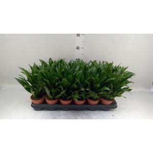 Dracaena frag. 'Compacta'