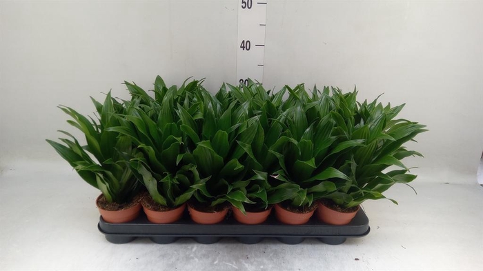 <h4>Dracaena frag. 'Compacta'</h4>