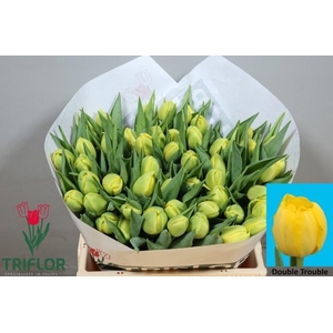 TU DU DOUBLE TROUBLE