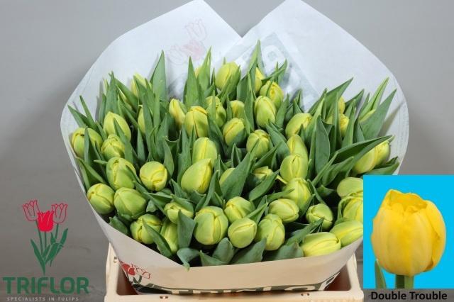 <h4>TU DU DOUBLE TROUBLE</h4>