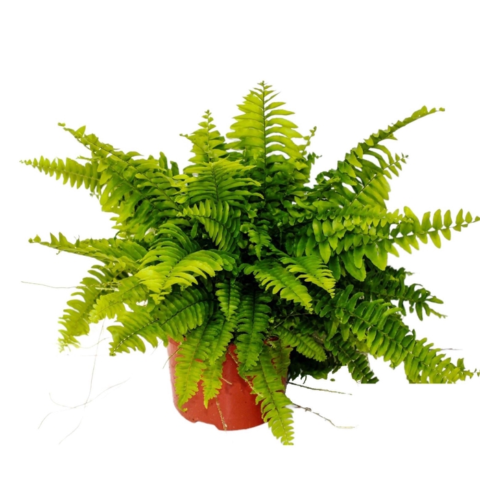 <h4>Nephrolepis Bostoniensis</h4>