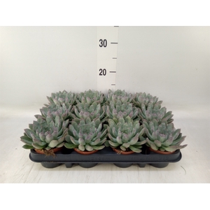 Echeveria pulidonis