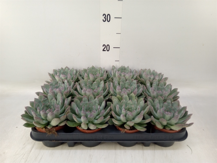 <h4>Echeveria pulidonis</h4>