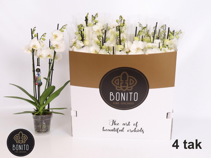 <h4>PHAL AN NOTTINGHAM</h4>