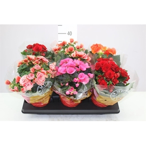Begonia Du Gemengd