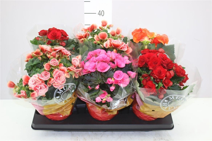 <h4>Begonia Du Gemengd</h4>