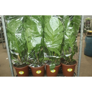 ANTHURIUM PLOWMANII P30