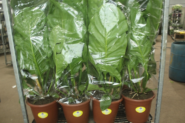 <h4>ANTHURIUM PLOWMANII P30</h4>