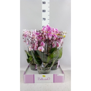 Phalaenopsis multi.   ...rose