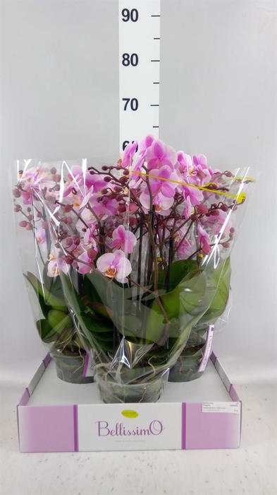 <h4>Phalaenopsis multi.   ...rose</h4>