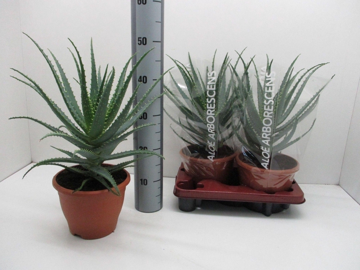 <h4>Aloe Arborescens</h4>