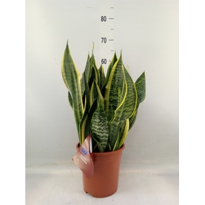 Sansevieria trifa. 'Laurentii'