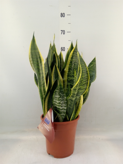 <h4>Sansevieria trifa. 'Laurentii'</h4>